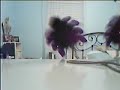 spider moose