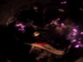 Graceland sneakers and dockers burning Pt 4