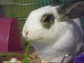 Bunny Eating Parsley