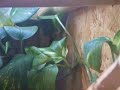 Phelsuma klemmeri catching small acheta domestica