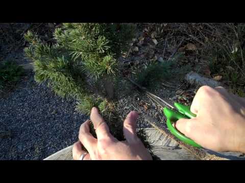 how to replant a christmas tree without roots