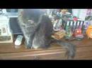 George- The Buddha Cat