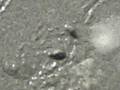 videos de Snail artwork