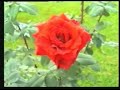 ROSE SHOW AT OOTY,TAMIL NADU,INDIA. ROSE SHOW AT OOTY,TAMIL NADU,INDIA.