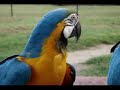 Walk Right In Birds