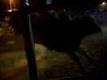 videos de Cristian Castillo (yaqui power)