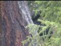 black bear with cubs behind big tree
