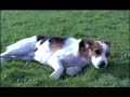 Even apeldoorn bellen (jack russel)