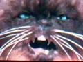 Cat Farts