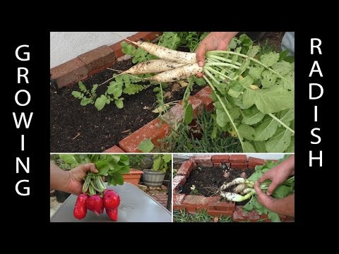 how to harvest radishes