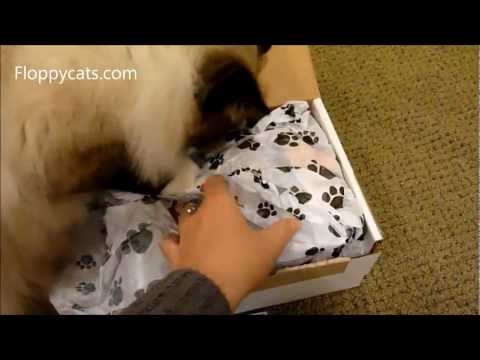 Petflow.coms Spoiled Rotten Box Cat Gift Box Subscription 0 Petflow.coms Spoiled Rotten Box Cat Gift Box Subscription