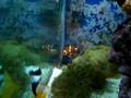 Clownfish Breeding #1