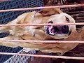 Dog Jail