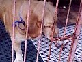 Dog Jail