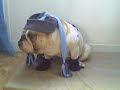 Maurice with Bonnet