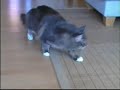 Maine Coon Katze Stoned Drunk nach Kastration