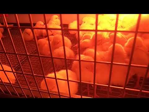Цыплята любят погреться