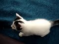 kitty kitty