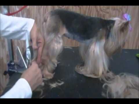Yorkie Pet Grooming - How to Give a Yorkie a Summer Cut