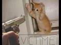 Compilation photos chats drôles