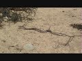 Western Diamondback Rattlesnake