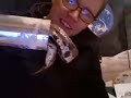 snakes in my drain 2