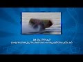 biggy estilo رحلات بيجي استيلو البحرية