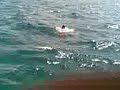 Video005