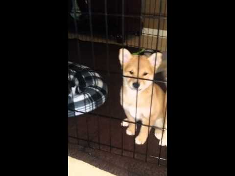 Seymour ACA Male 7608021537