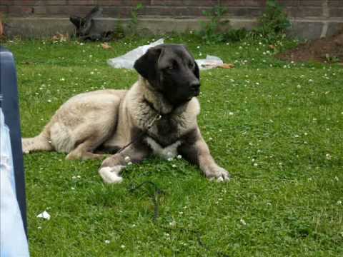 kangal