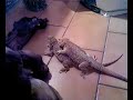 pogona bagarre