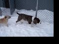 Love the snow! 1/7/2010 Central Bark Doggy Day Care Oswego, IL