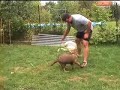 German Shepherd Dog - Artemisz Figo  (Music: Aerosmith - Dude)
