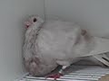 Pichones Gorgueros 3