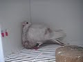 Pichones Gorgueros 3