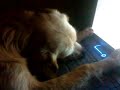 Hund vs Laptop