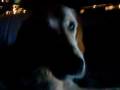 videos de Hund vs Laptop