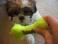 Gizmo the Shih Tzu - playing (13 weeks old)