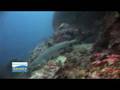 videos de Pescadir Island Moalboal by Savedra Dive Center