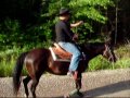 My 2007 Horsie Summer
