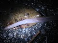 Worm Crawl Worm Crawl