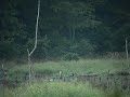 Mallards and a deer