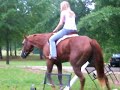 Retard horse jump