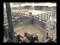 videos de Encierro y aparte de toros para Cerete 2008 - Ganaderia San Fermin