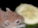 videos de Peanut butter Gerbil Time