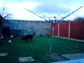 my dog