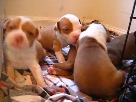 how to care puppies after birth