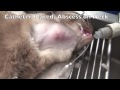 Cat Abscess