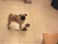 Pug video