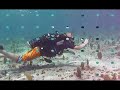 Kids Sea Camp in Grand Cayman - Seal Team Kids